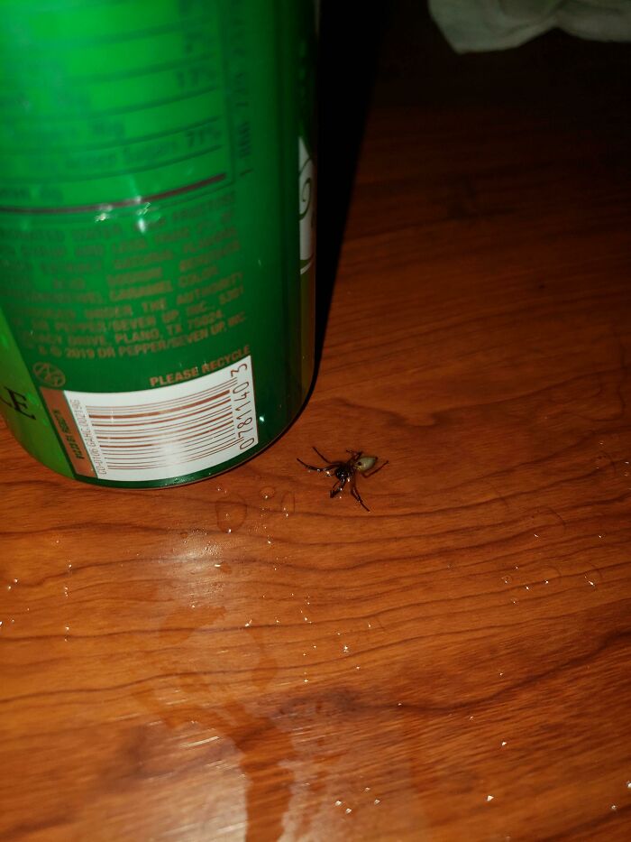This Spider Hid In My Drink And Bit My Lip When I Went To Drink It