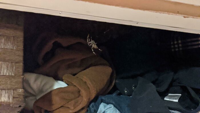 Wolf Spider Moved Into My Closet. Guess I Need To Find A New Place To Live Now.