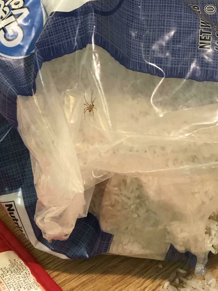 Found A Spider Inside The Rice Bag