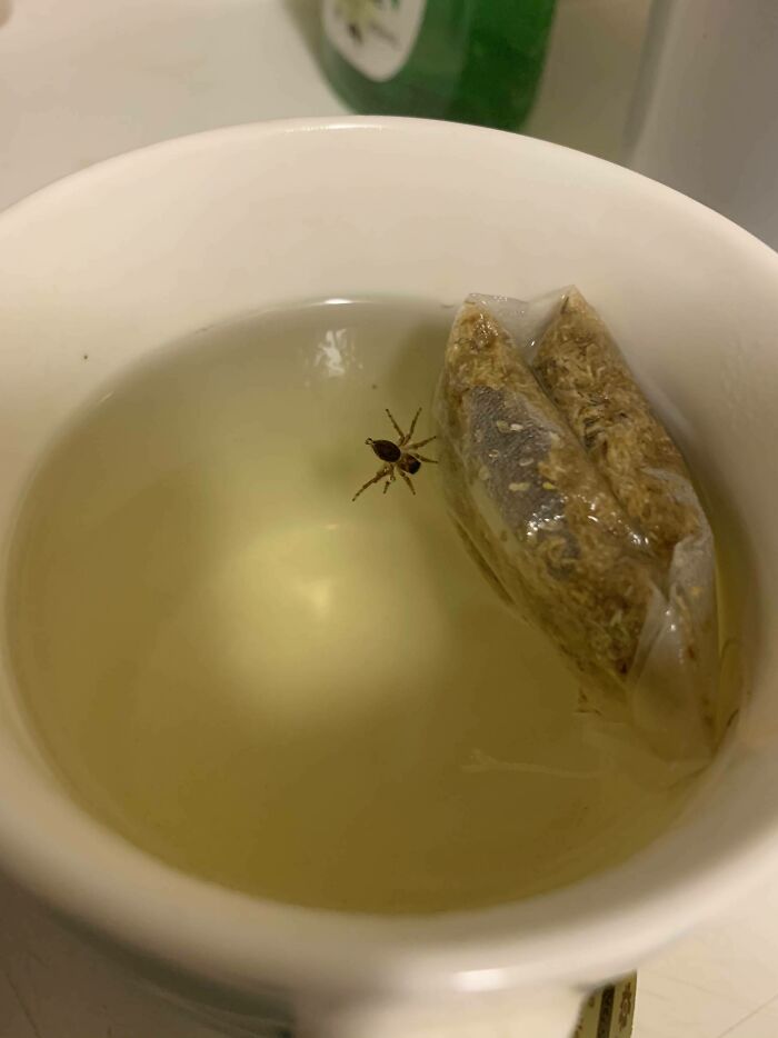 A Spider Came Out Of My Kettle, That Was My Last Tea Bag.