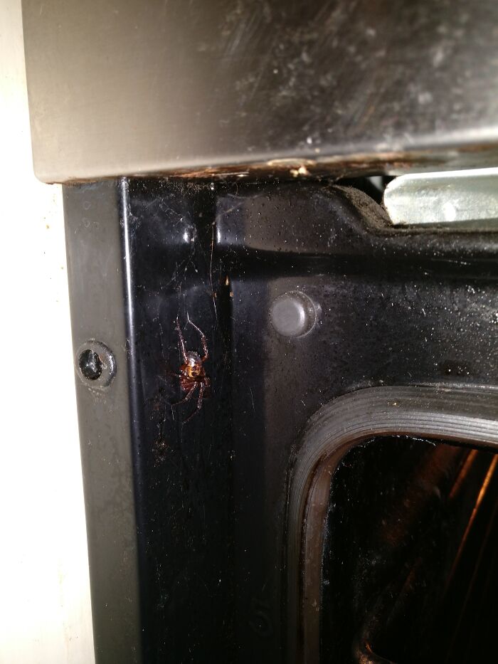Spider Destroyed Itself With Fire By Hiding In The Oven