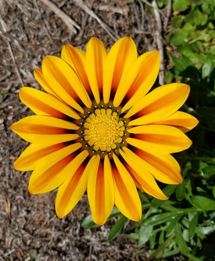 Perfect Flower I Came Across While Hiking