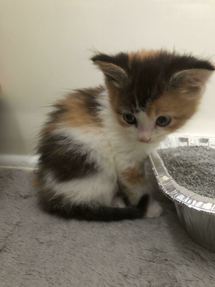 Meet Peanut. She Is 5 Weeks Old And We Will Love Her Forever