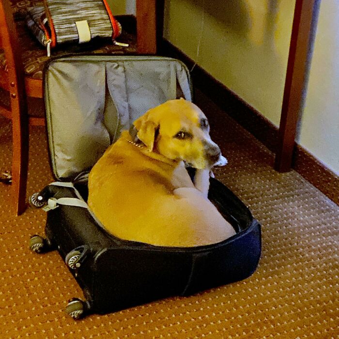 He Was Mad We Didn’t Bring His Dog Bed To The Hotel