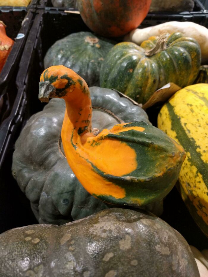 This Pumpkin That Looks Like A Swan