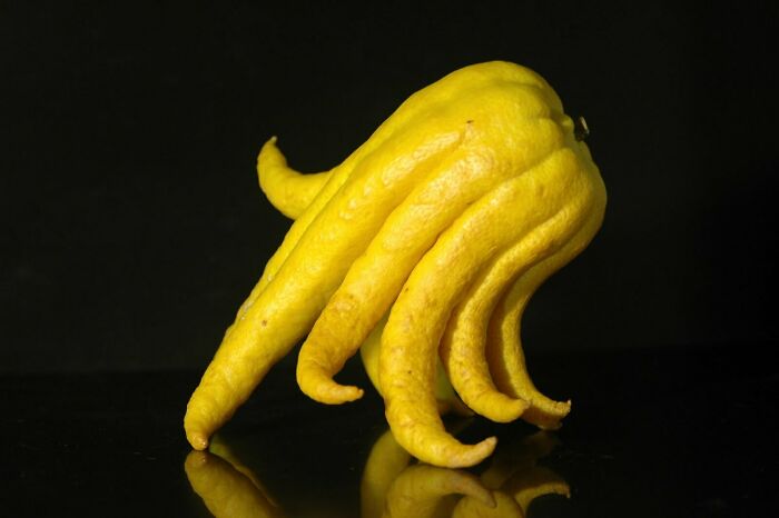 I Present To You A Buddha's Hand Fruit, Looks Like An Octopus