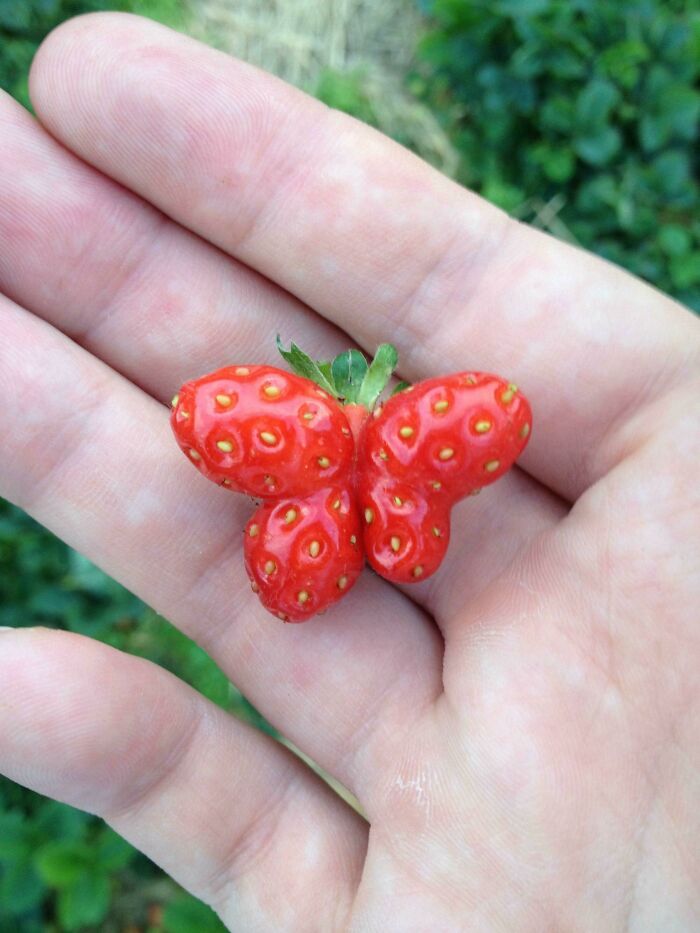 This Strawberry Looks Like A Butterfly