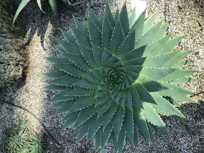 I Took A Picture Of A Perfectly Symmetrical Aloe Plant