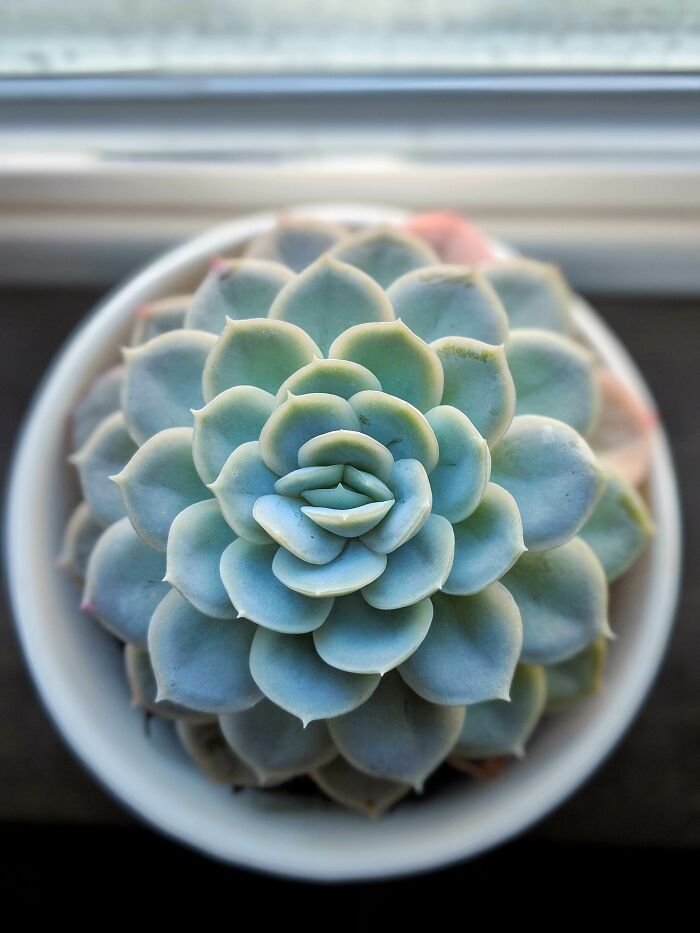 Such Aesthetically Pleasing Growth From My Echeveria Today