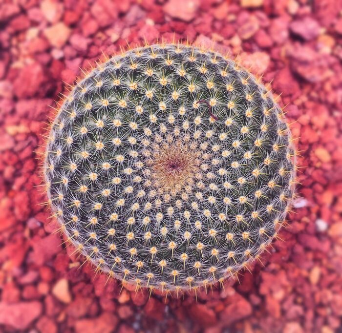 The Perfection Of This Cactus
