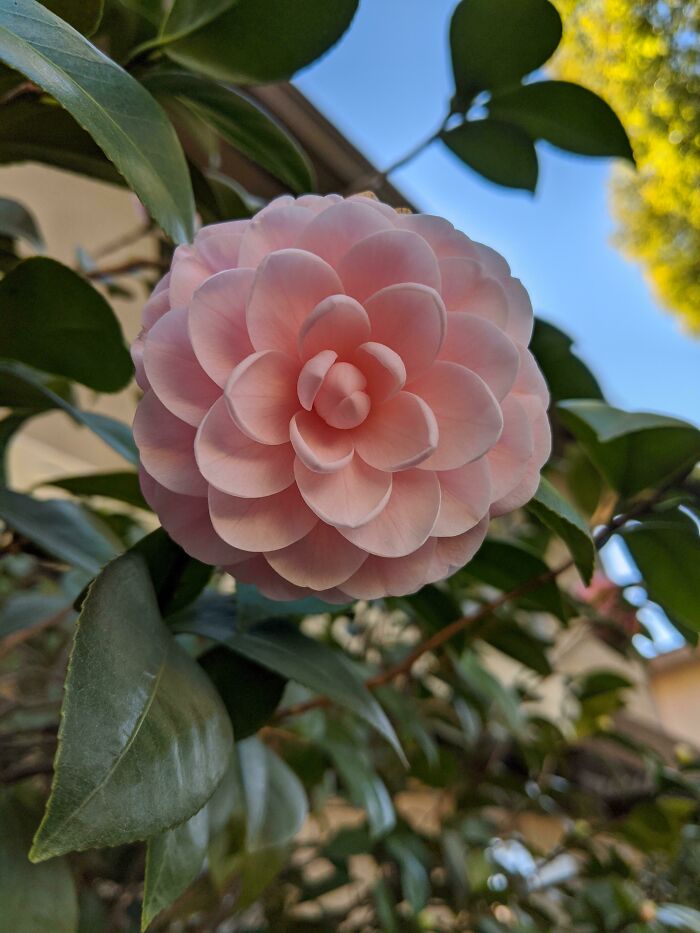 Nearly Perfect Flower That I Found On A Walk