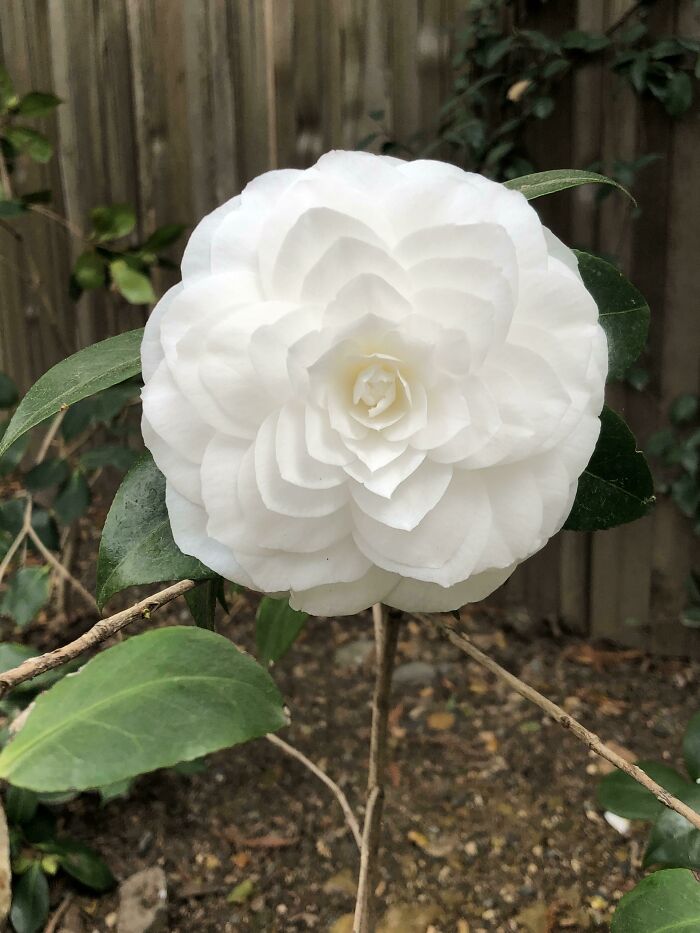 This Flower I Saw On My Walk