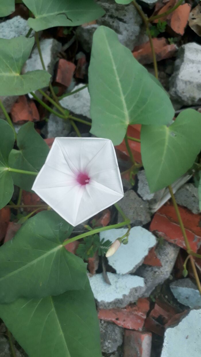 A Pentagon Shape Flower I Found In My Backyard