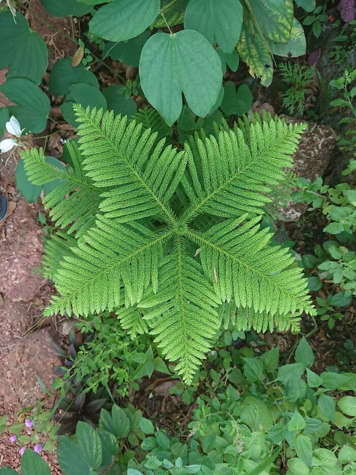Top View Of This Plant Is A Perfect Star Shape