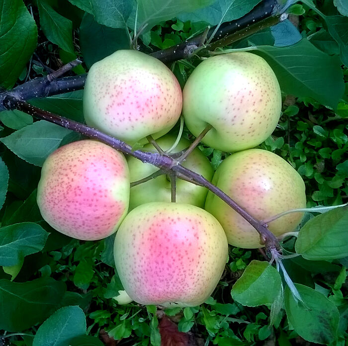 Cúmulo perfecto de manzanas