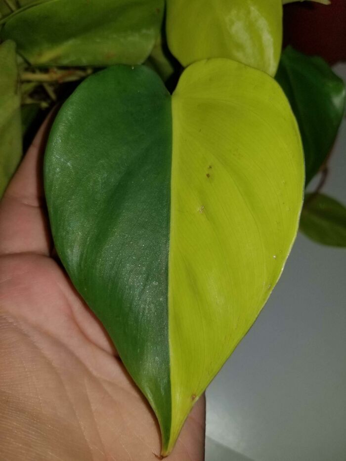 This Symmetrical Leaf On My Philodendron