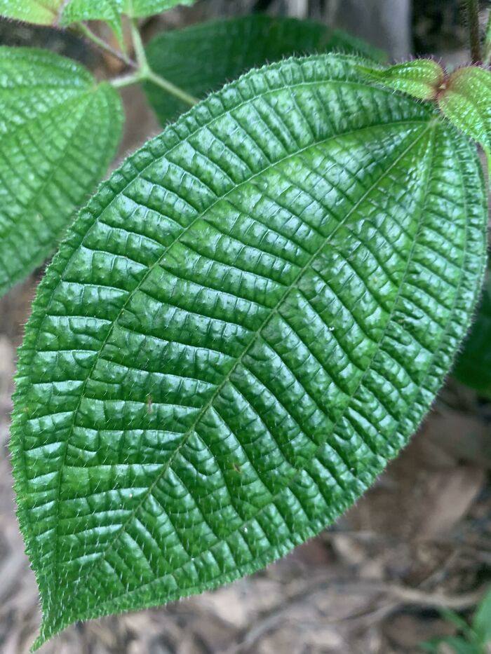 Something About This Leaf