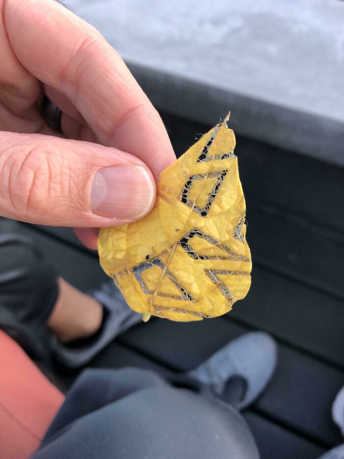 A Bug Ate This Leaf In Quadrilaterals