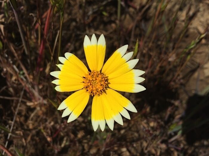 This Flower With Near-Perfect Yellow Circle And White, Daisy Fringe