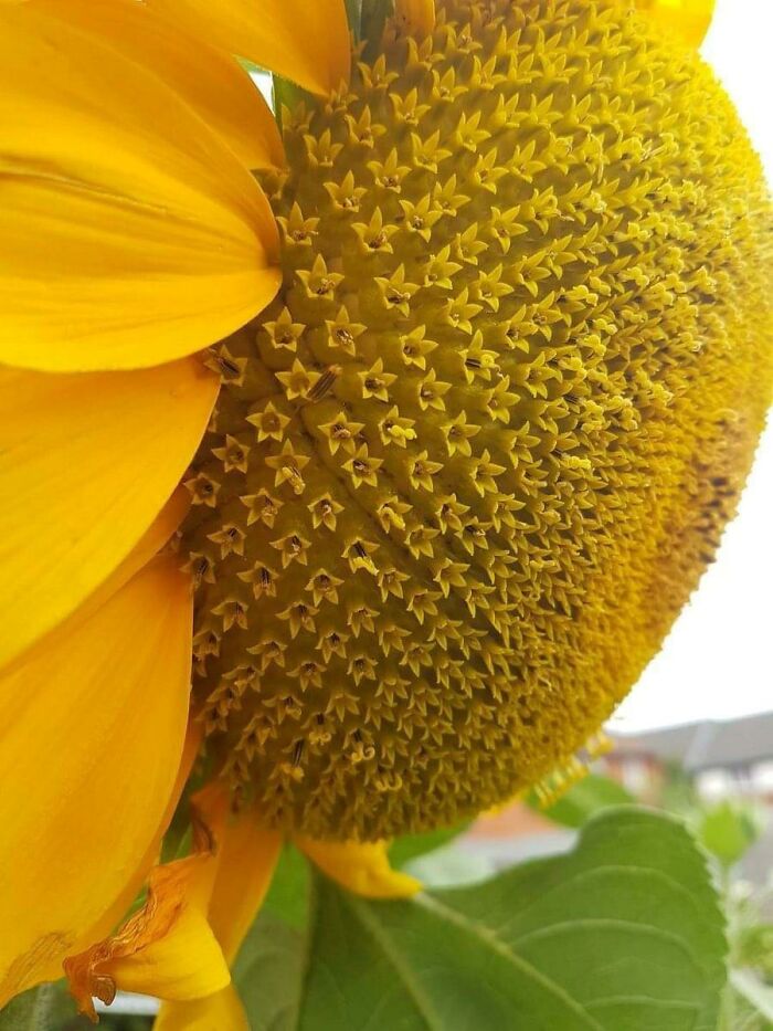 Sunflowers Are Actually Made Up Hundreds Of Smaller Flowers In Near-Perfect Symmetry