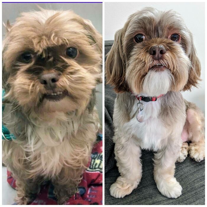 Chuck (11yrs At The Time) - Shelter Photo vs. 6 Months Later!