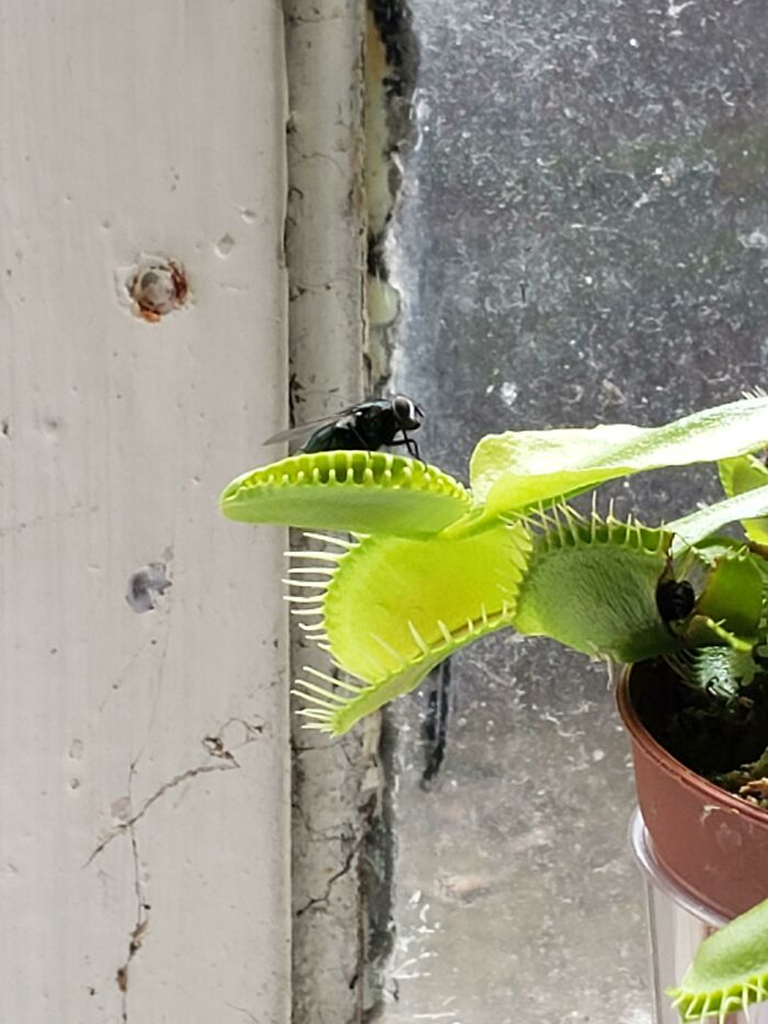 My Venus Fly Trap Is Getting Fired