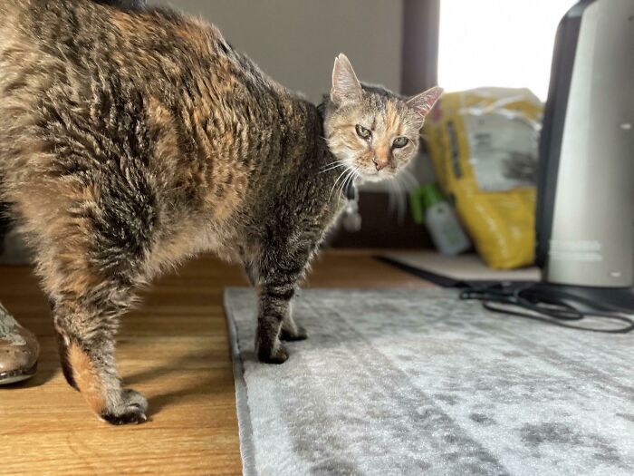 Adopté esta gata de batalla de 12 años hoy. Resulta que es completamente sorda. Ya está mandando en casa