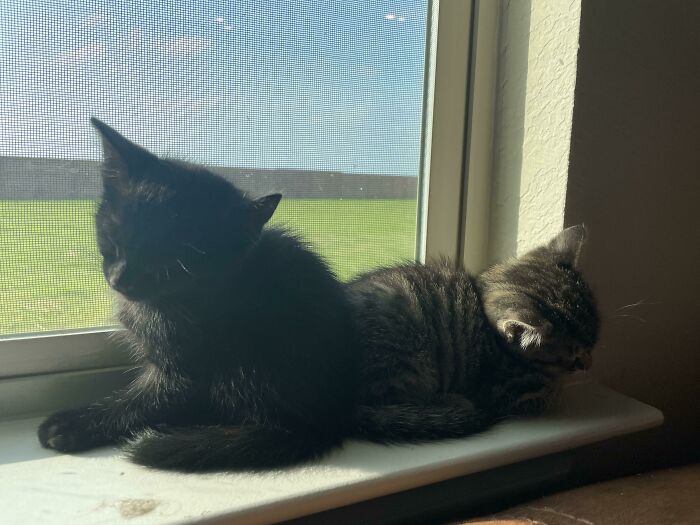 Went To Pick Up My Kitten Ended Up Adopting His Sibling Too