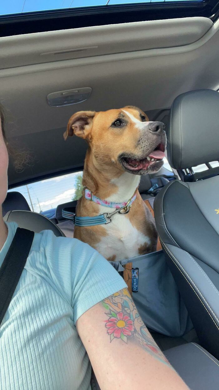 I Just Adopted This Sweet 2 Year Old Girl. Photo Was Taken 15 Minutes After I Left The Shelter. It Was Love At First Sight . Everyone Meet Bailey!