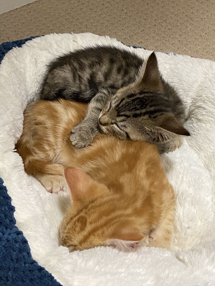 Adopté dos gatitos de 6 semanas, Mercury y Apolo, y son inseparables. Juegan de forma escandalosa, pero siempre los encuentro así después