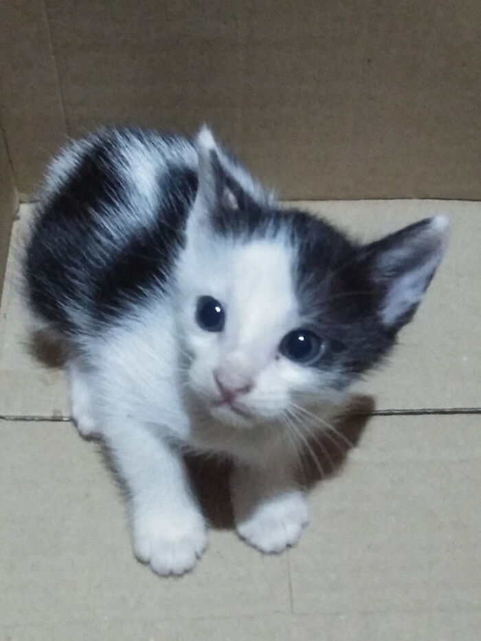 I Adopted A Kitty. She's Cute Isn't She?