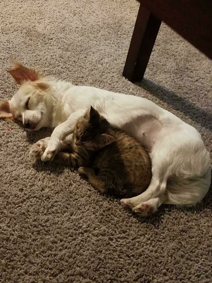 We Were Worried Our Rescue Pup Wouldn't Like Our New Rescue Kitten...
