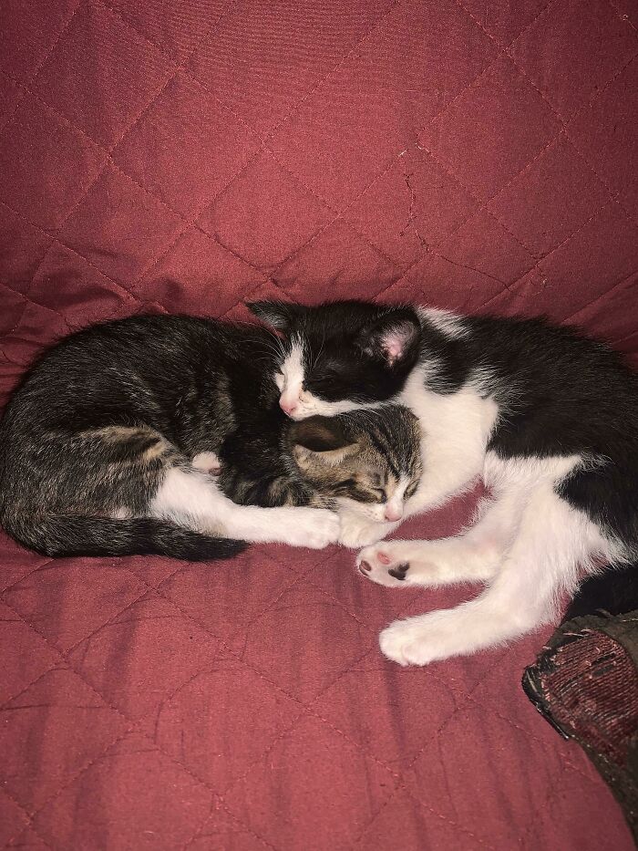 I Recently Rescued A Pair Of Kittens And They Love To Sleep Like This Every Night