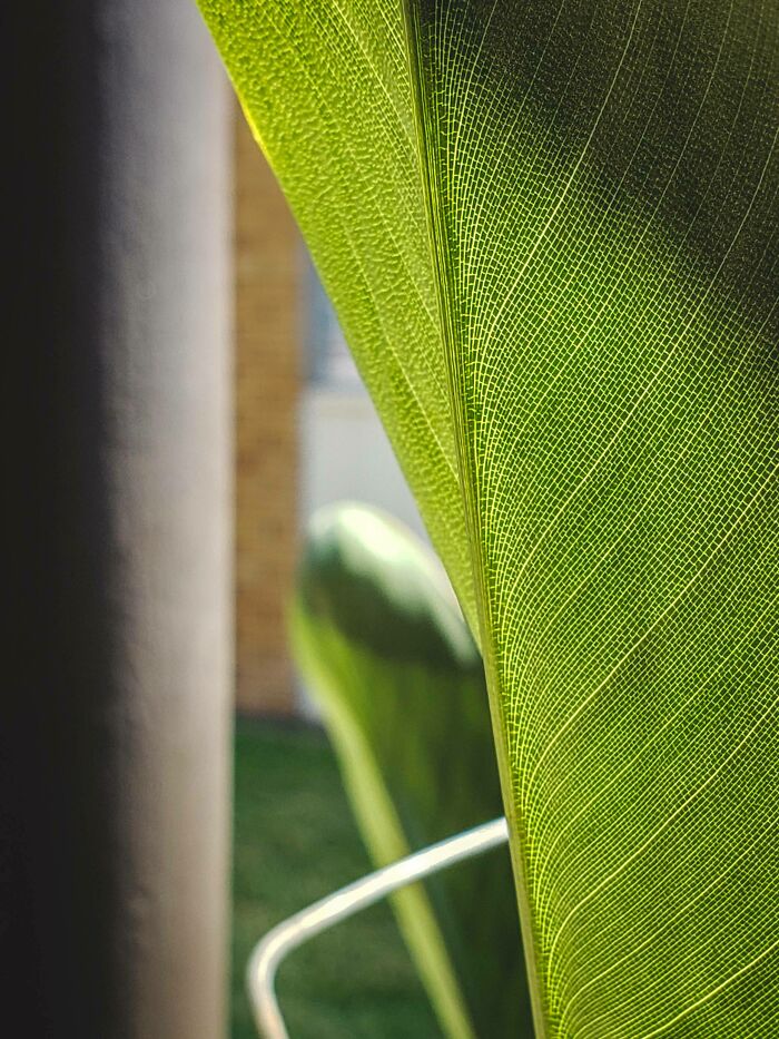 I Can't Get Over This Leaf Structure On My Bird Of Paradise