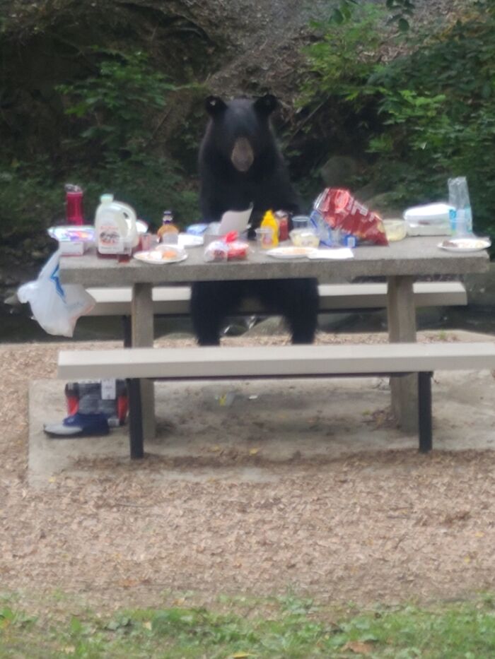 Our Cookout In Gatlinburg, Tn Was Interrupted By A Bear Who Sat Just Like A Human At The Picnic Table While He Finished Off Our Food