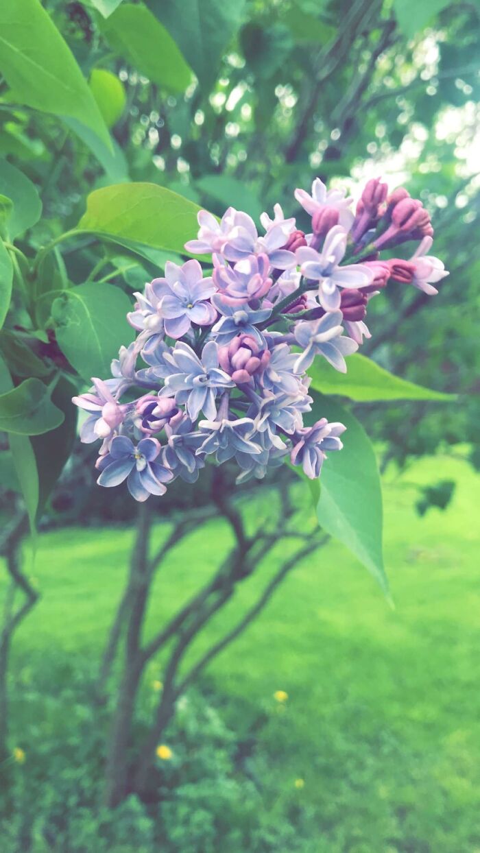 In Memory Of My Grandmother Whose Was Favorite Flower Was The Lilac.