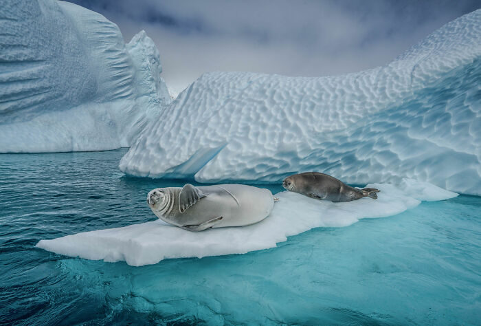 Aquatic Life, Finalist: 'Crabeater Ice Palace' By Cristina Mittermeier, Antarctic Peninsula