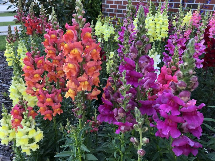 My Snapdragons! I Deadheaded Them And They're Still Going Strong