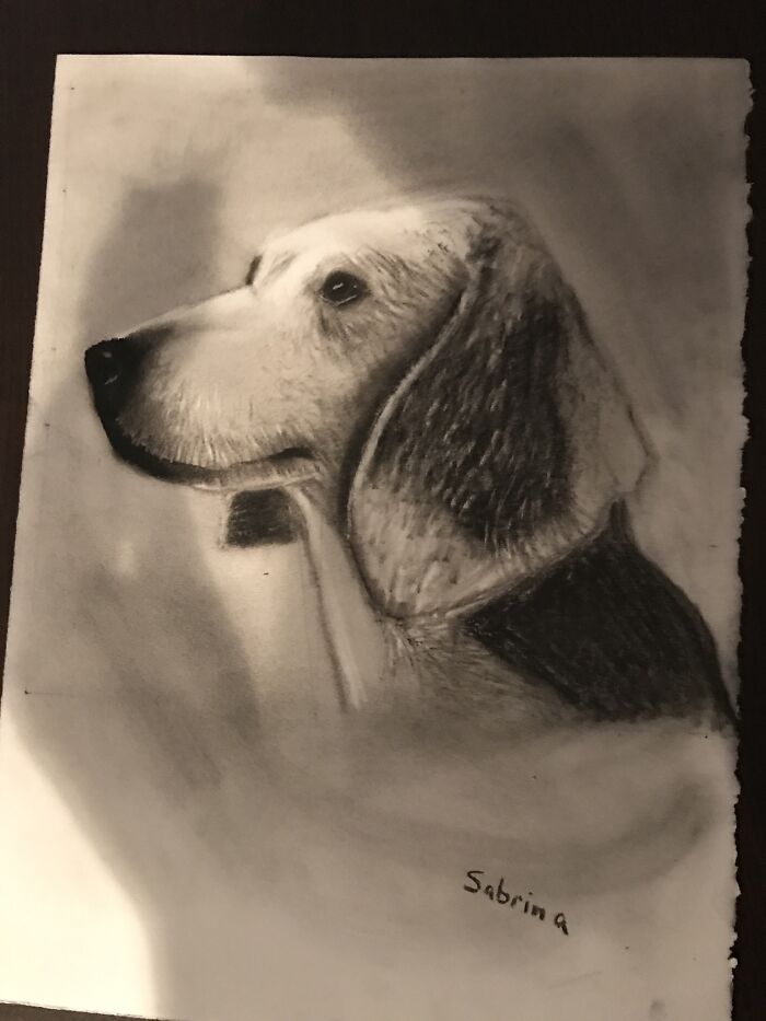 I Did A Beagle In Charcoal A Few Year Back Turned Out Pretty Well For A First Try