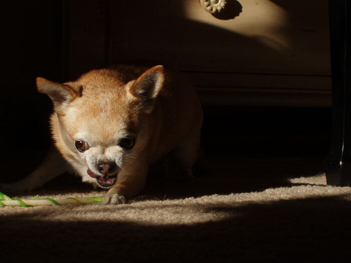 My Beloved Chihuahua Sampling A Tasty Christmas Doggie Treat To Share For All . . .