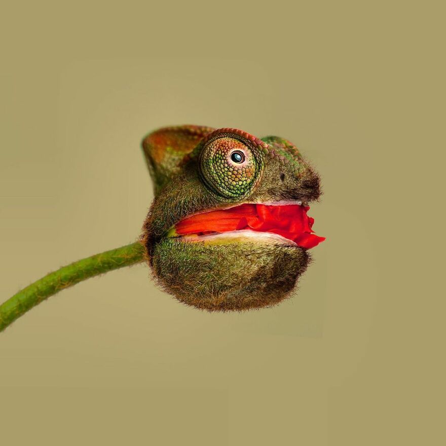 Artist Mixes Animals And Creates The Most Surreal Hybrids You've Ever Seen ( 151 Pics)