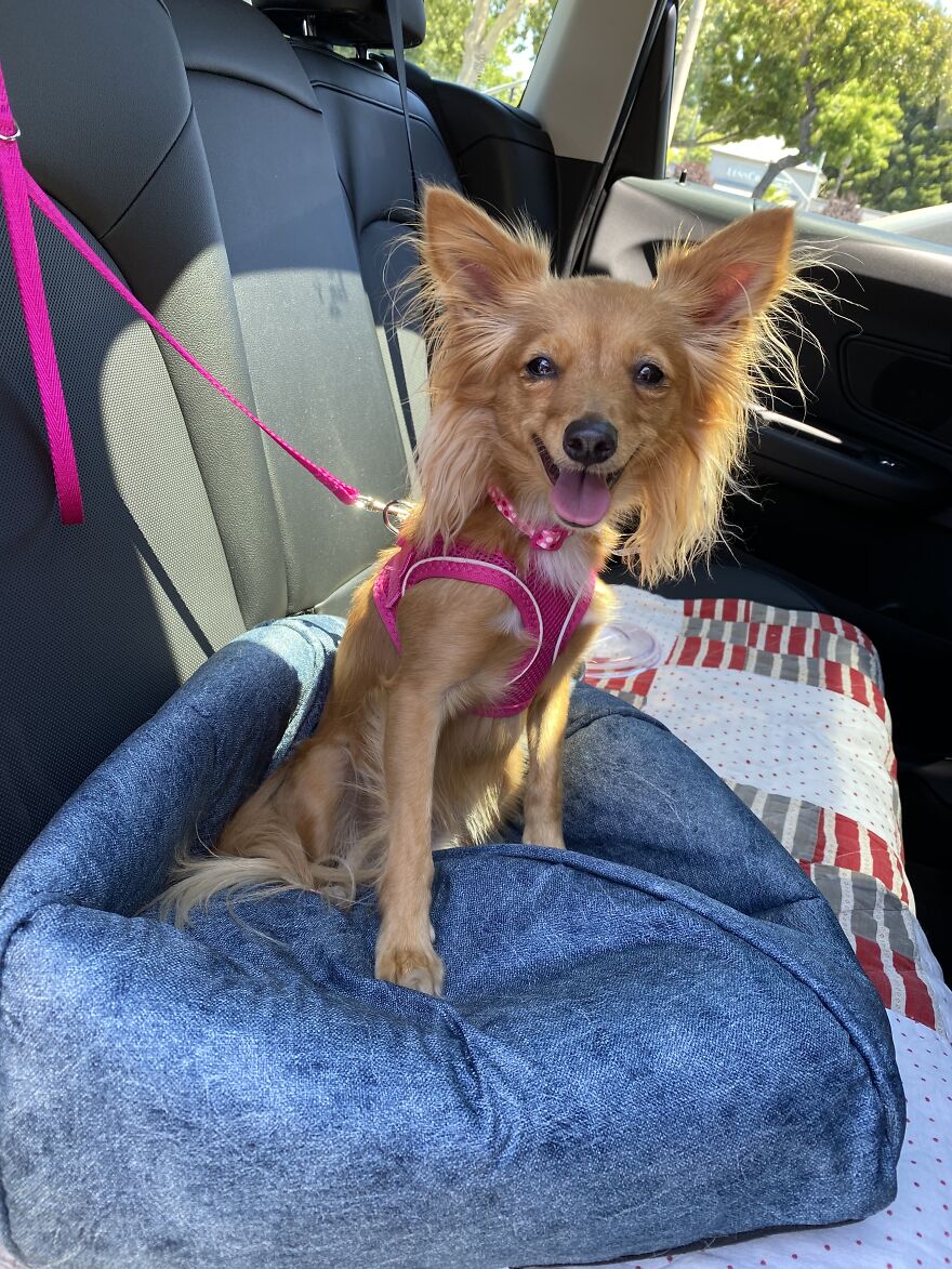 Zara On Ride Home After Being Adopted!
