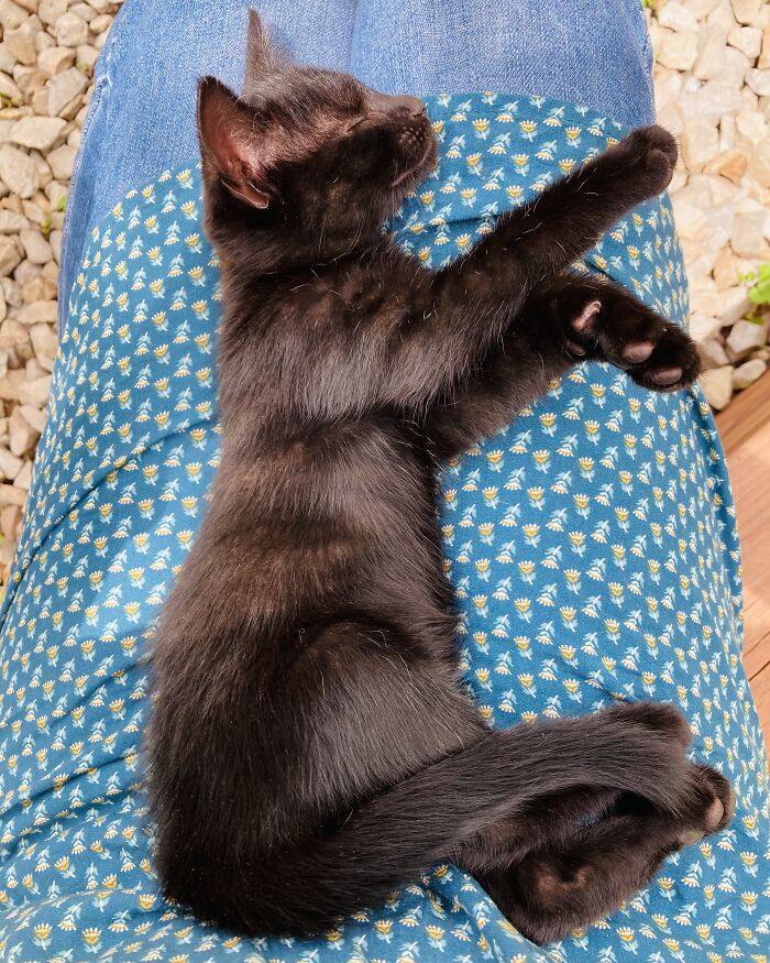 This Kitten Is T’challa, Named After Marvel’s Black Panther