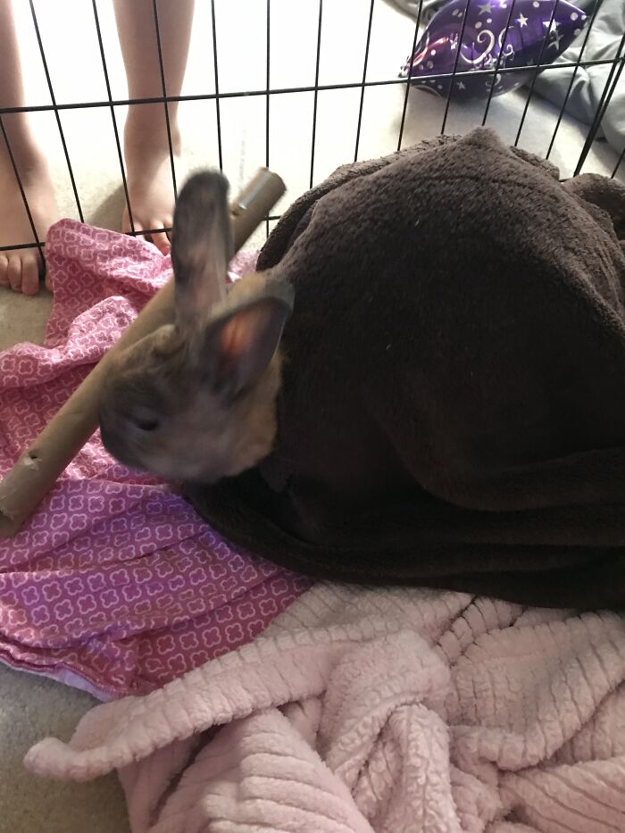 Mabel The Rabbit Stuck In A Blanket