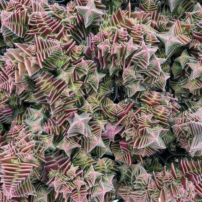 It's Hard To Tell Where One Plant Ends And Another Begins. Crassula Capitella Is A Geometric Wonder