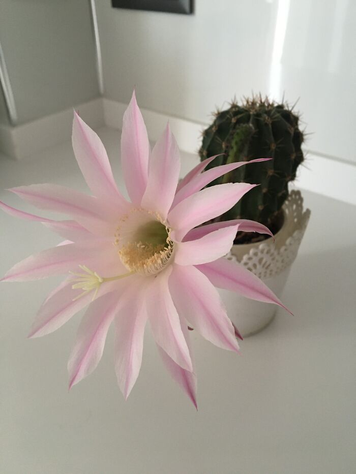 My Favorite Cactus Flower