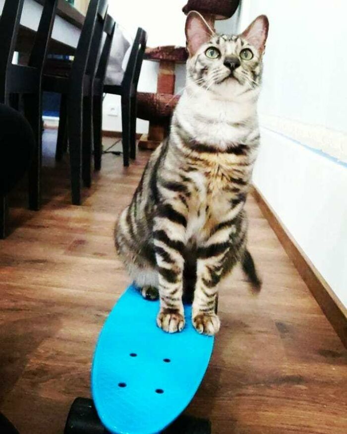 This Very Talented Cat Can Perform Over 50 Amazing Tricks