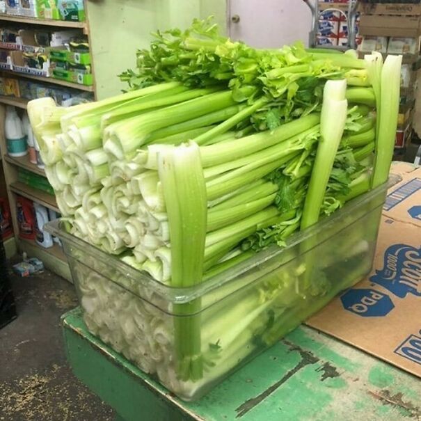 Building celery