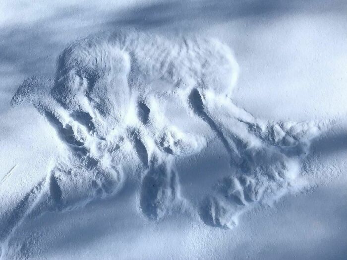 I Found This Print From Where A Gray Wolf Slept In The Snow. You Can Even See Her Ribs