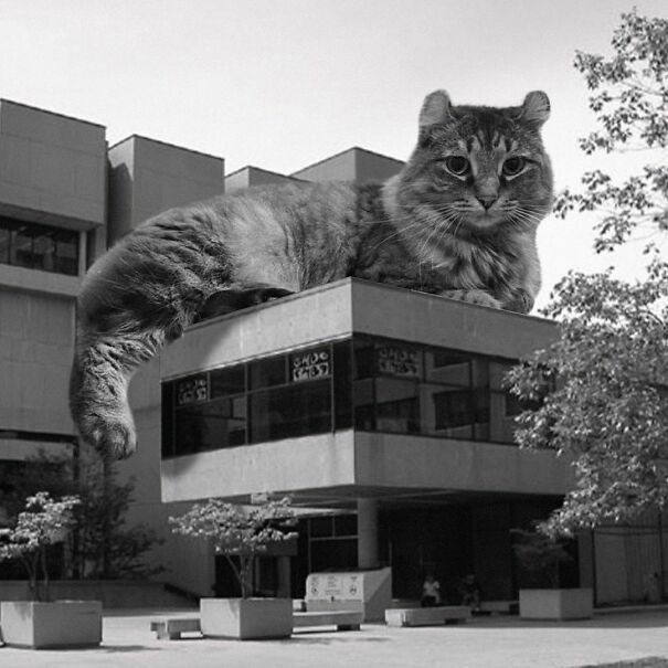 Morisset Library, University Of Ottawa; Cliff Chin, 1972, Ottawa, Canada
